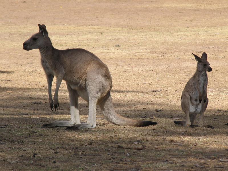 Lone Pine Sanctuary (10).jpg